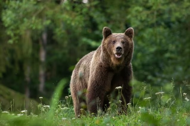Orso investito in Valle di Comino: è scappato subito dopo l'impatto con una vettura