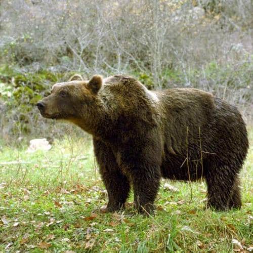 Convivere con l'orso