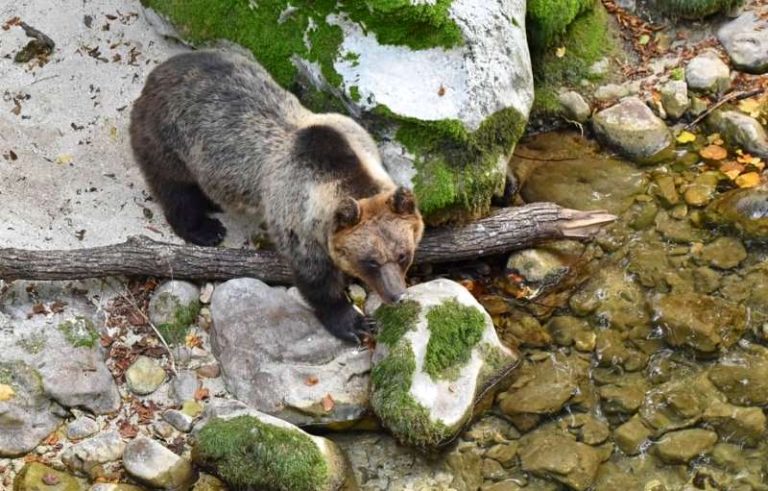 L'orso bruno marsicano vale 9 milioni di euro