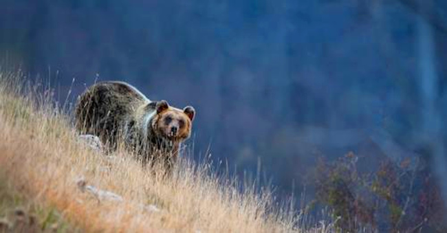 Un orso depreda un pollaio nell'Altopiano delle Rocche