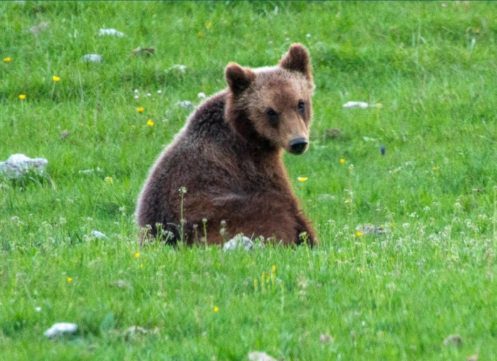 "Gli orsi e la natura hanno bisogno di qualcuno che parli per loro": le buone pratiche per gli studenti secondo il PNALM