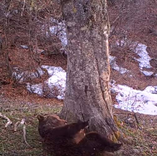 Da una fototrappola del PNALM: l'orso quando può evita l'uomo