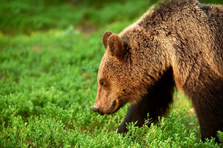 Al via il Comitato della Comunità a Misura d'Orso: a Lecce nei Marsi il primo passo per la coesistenza uomo-orso