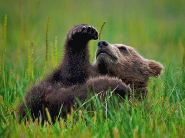 L'orso bruno marsicano alla conquista di Londra|