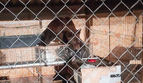 L'orsa Amarena e i suoi cuccioli fanno visita a un pollaio marsicano||