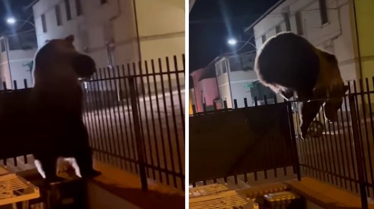 Altra scorribanda di un orso nella Marsica: entra nel cortile di una casa e poi scappa scavalcando la recinzione