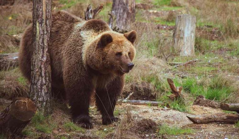 Giovane aggredito e ucciso da un orso
