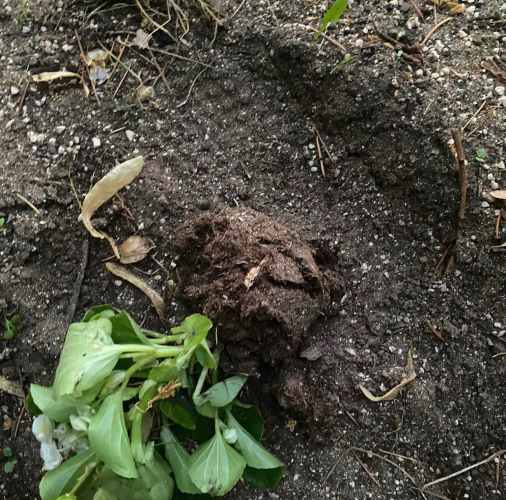 Ragazzini vandalizzano i giardini pubblici di Tagliacozzo