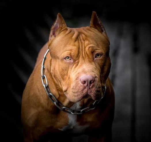 Due pitbull vagano in zona piazza Castello: "hanno sbranato un gatto... e se fosse stato un bambino?"