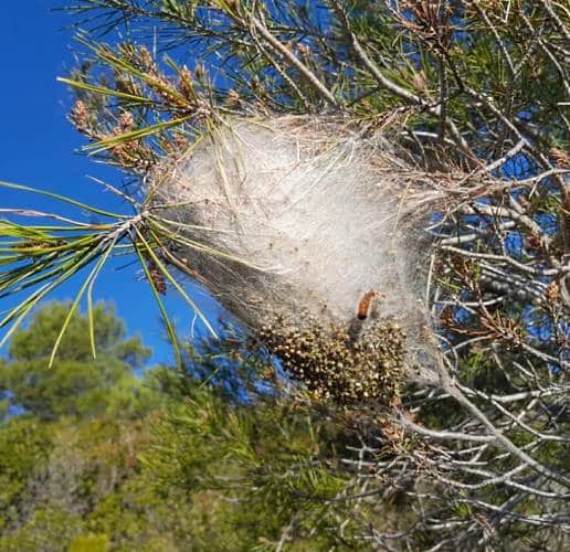 Allarme processionaria nella Pineta di Avezzano