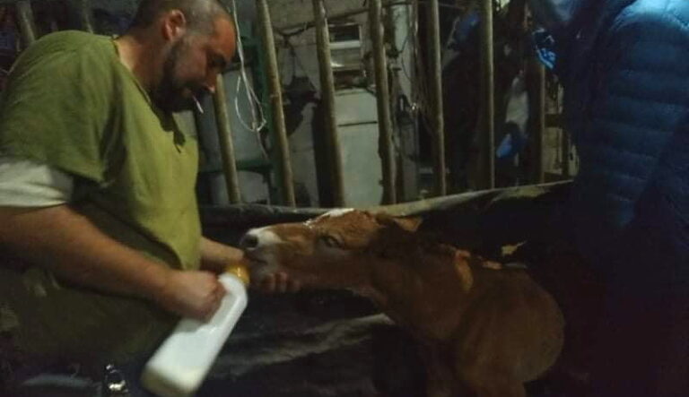 Il puledro salvato ad Aielli ora è fuori pericolo