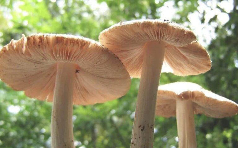 funghi G.E.M.A|