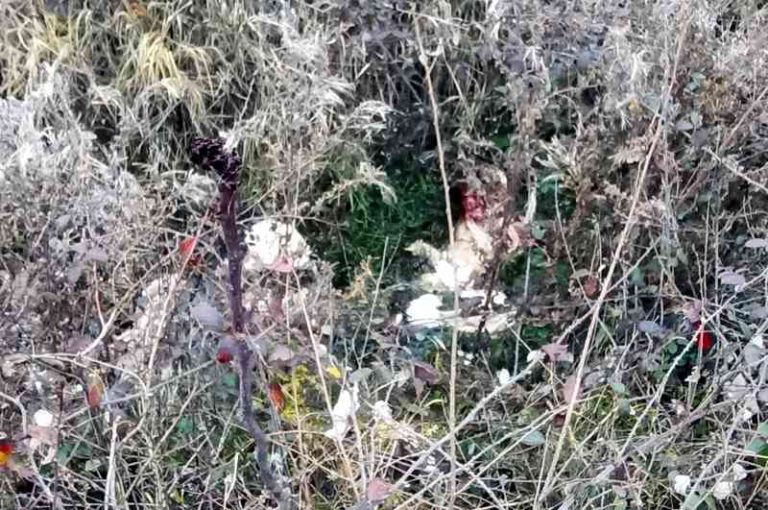 Scarti di macellazione buttati tra l'erba: "Sono pericolosi