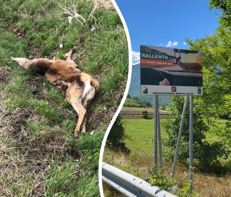 Road ecology nel Parco Sirente Velino