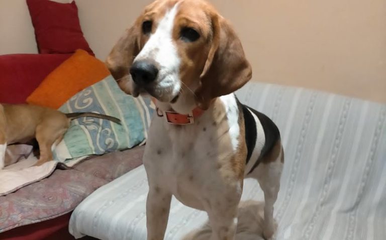La cagnolina Stella non si trova più