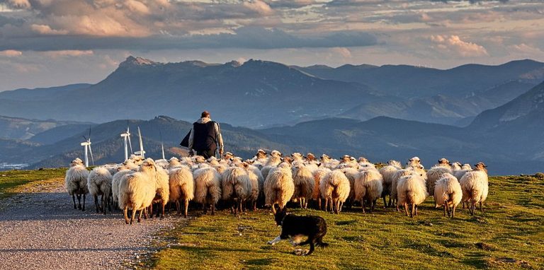 Percorsi ininterrotti: la transumanza