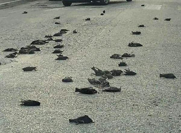 Misteriosa strage di uccelli in Abruzzo