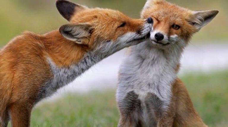 Bacio tra due volpi nel Parco nazionale d'Abruzzo: ecco la foto che ha vinto l'Obiettivo terra 2022