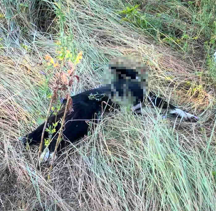 Prima abbandonata e poi investita e uccisa: la tragica fine di una cagnolina lanciata da un'auto in corsa