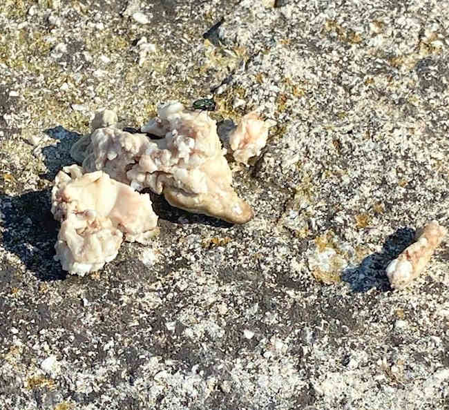 Segnalata la presenza di bocconi sospetti nella zona nord di Avezzano