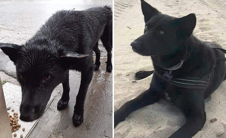 La rinascita del cane Freccia: "Qui veniva preso a sassate, ora si gode il mare!"