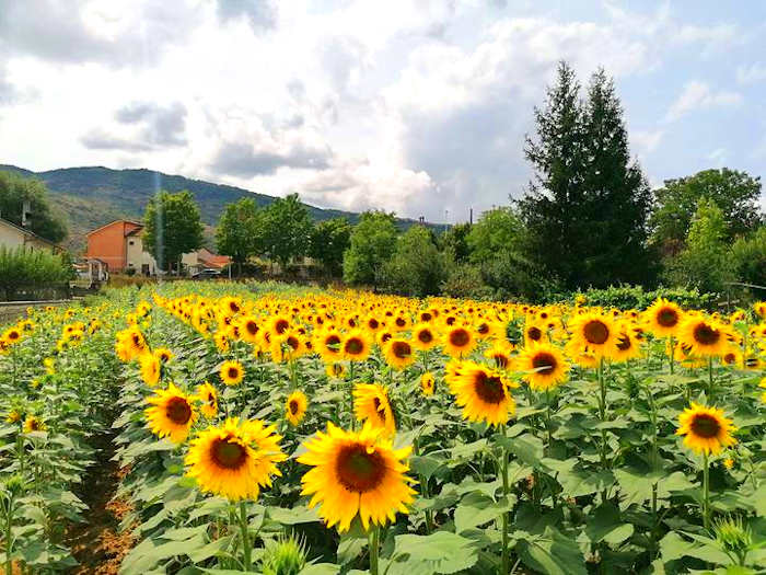 La bellezza dei girasoli dei bimbi dell'asilo Pio XI di Villa San Sebastiano: "I bambini sono i nostri girasoli, simbolo di luce e vita"