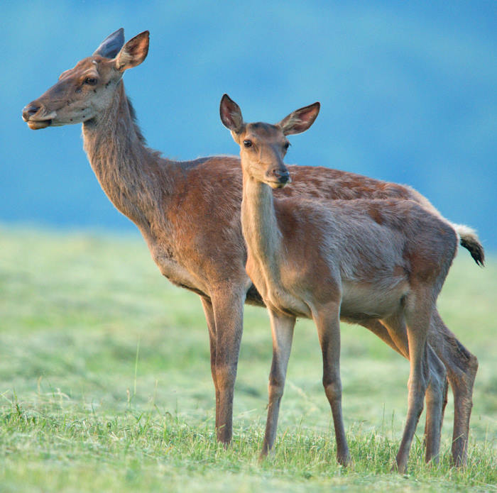 Abbattimento cervi, LNDC e Rete dei Santuari di Animali Liberi scrivono a Marsilio: "Pagina nera nella storia dell'Abruzzo"