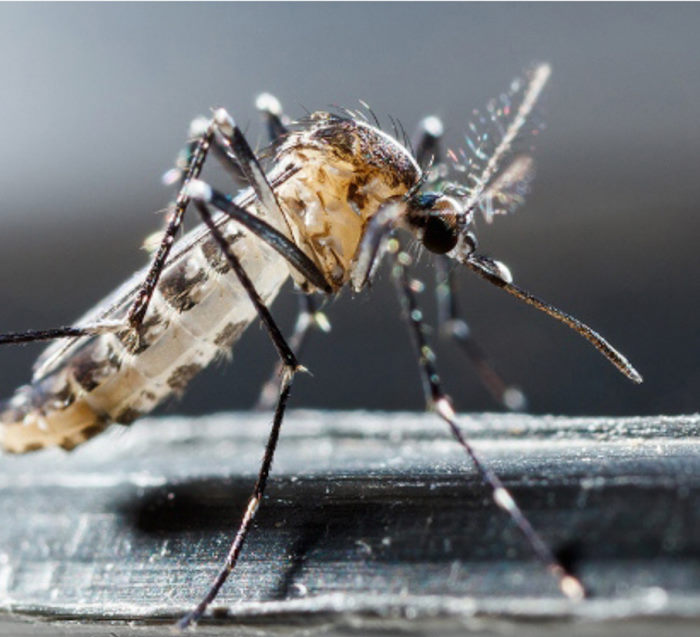 Primo "probabile" caso di Virus West Nile in Abruzzo, sorveglianza e controllo della Regione