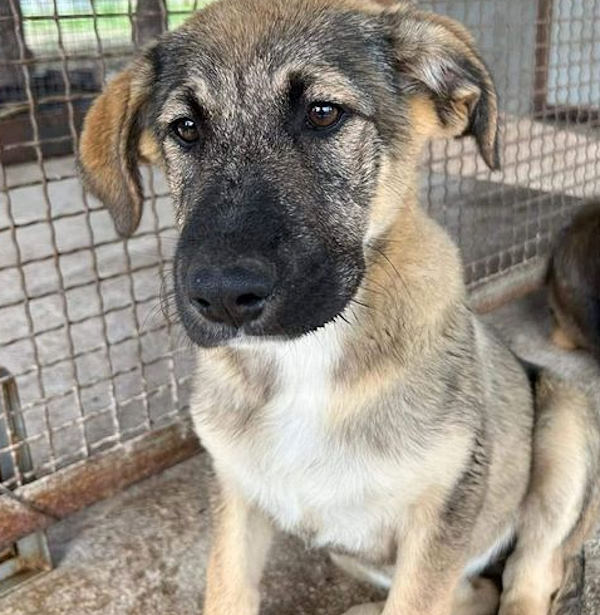 Rifiutano di adottare la cagnolina Nina perché, dicono, non è bella né "presentabile"
