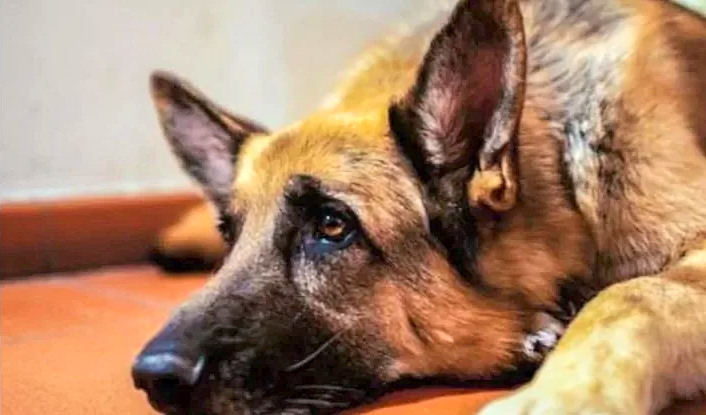 Pensionato trovato senza vita nel giardino, vegliato dai suoi cinque cani