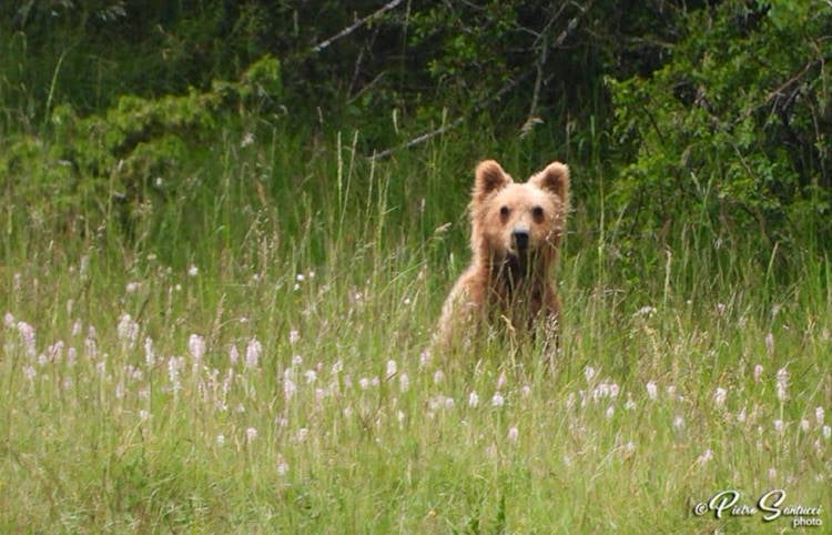 Apertura anticipata della caccia al cinghiale, Salviamo l'Orso: "Grave minaccia per le orse con i cuccioli"