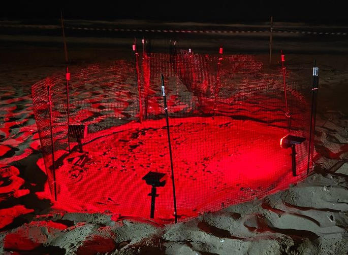 Nido di tartarughe Caretta caretta sulla costa abruzzese