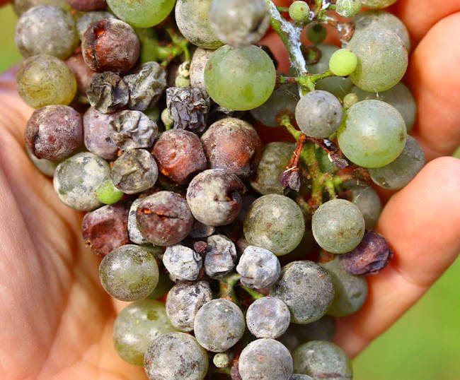 Aiuti per l'agricoltura: 47 milioni di euro per la Peronospora