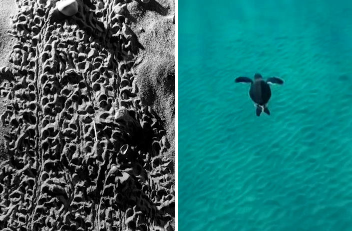 Schiusa di 58 uova di tartaruga marina sulla costa abruzzese
