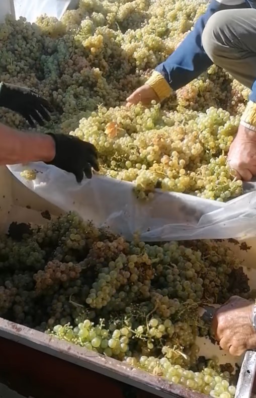 Tempo di vendemmia, riflessioni su una tradizione che nella Marsica va scomparendo