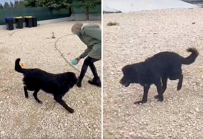 Nessuno vuole adottare il cucciolo Kajal: "È considerato difettoso per un problema (risolvibile) a una zampa"