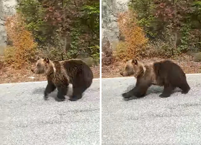 "L'Abruzzo lo fa", straordinario incontro con l'orso bruno marsicano (video)