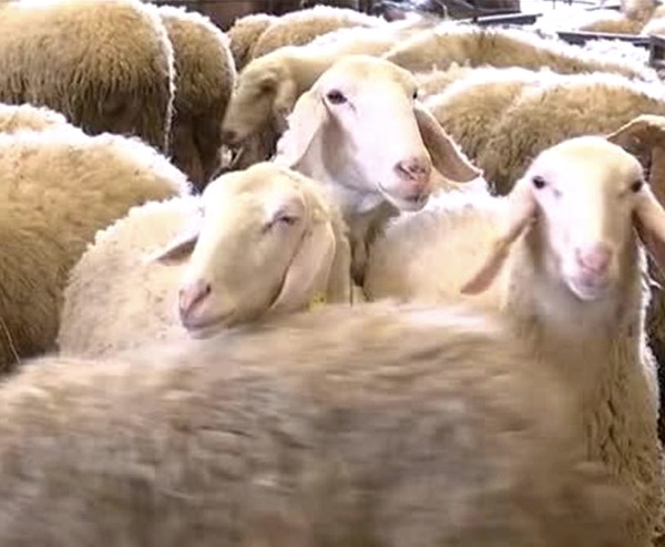 Branco di lupi all'interno di un ovile fa strage di pecore