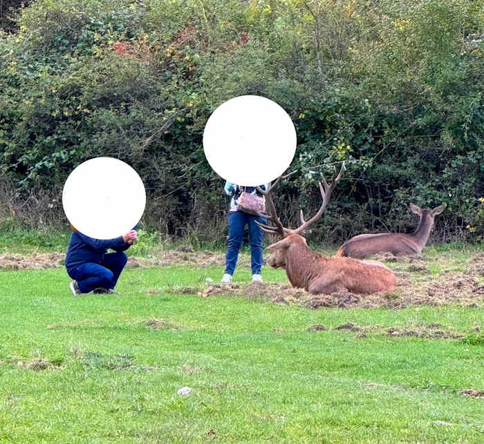 Turisti di nuovo troppo vicini ai cervi per scattare foto: "Senza educazione né buonsenso"