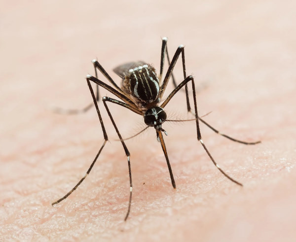 Altro probabile caso di Dengue: tre giorni di disinfestazioni