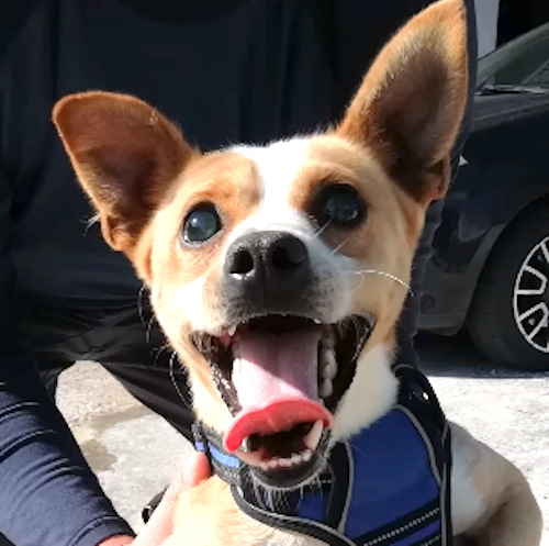 Il cane Cacio viene rimandato indietro dopo due giorni per una cecità parziale: "Ha bisogno di un'adozione del cuore"