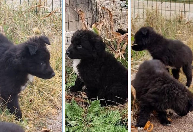 Cuccioli scaricati nel giardino di un'abitazione privata: "Nonostante le campagne gratuite di sterilizzazione, continuano gli abbandoni"