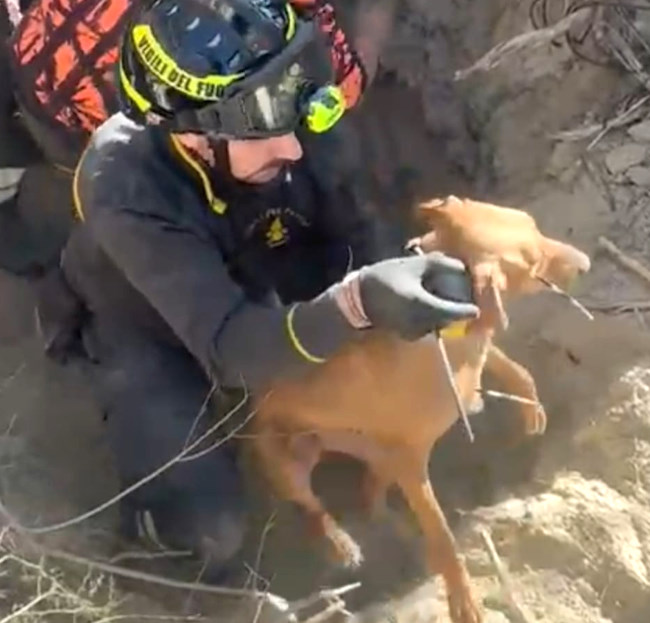 I Vigili del Fuoco mettono in salvo quattro segugi caduti in un cunicolo durante una battuta di caccia
