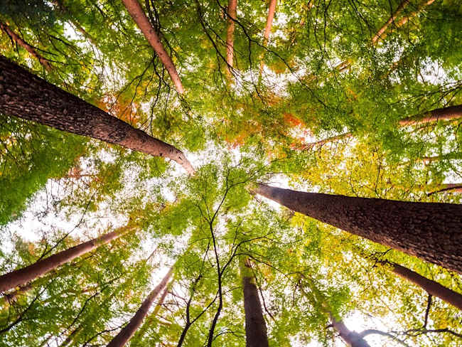 Oggi, 21 Marzo, è la Giornata Internazionale delle Foreste: un patrimonio da proteggere