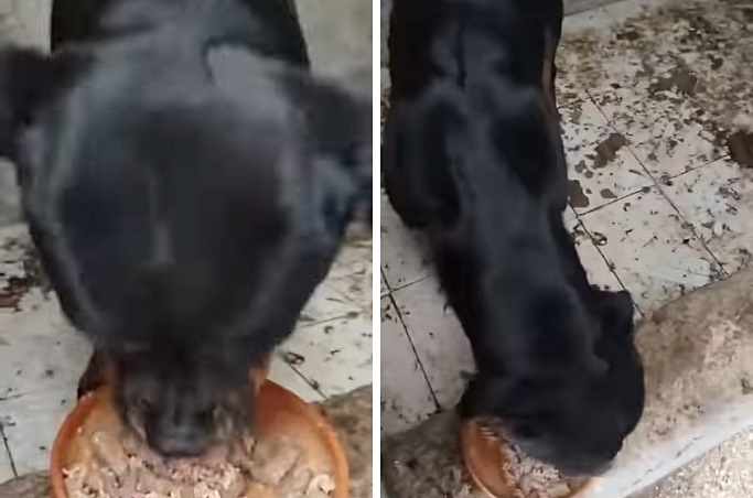 Dopo due anni in uno scantinato, tra privazioni e sofferenze, la cagnolina Maze cerca "una famiglia per sempre"