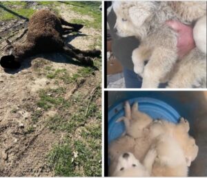 Roio, nuovo allarme sul maltrattamento animale