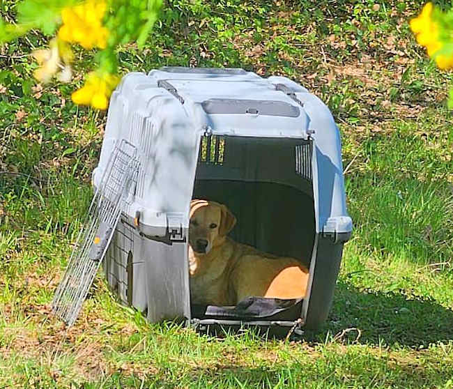 Olivia nata libera: torna a casa la coraggiosa cagnolina che ha attraversato l'Abruzzo