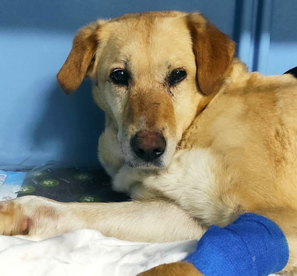 Messa in sicurezza la cagnolina Olivia in fuga per tornare a casa: "Sta bene, gli esami sono perfetti"