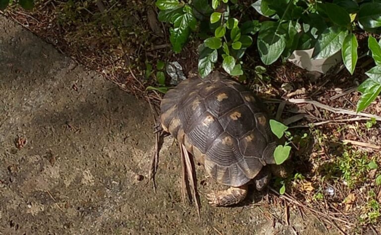la Testuggine marginata trovata nei pressi del laghetto della Villa Comunale di Chieti