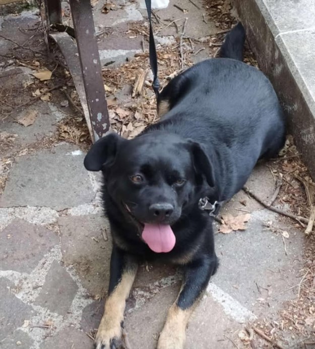 Appello da San Pelino: “Aiutate mia nonna a ritrovare il suo cane”